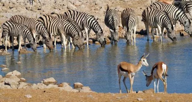 情陷埃托沙 | 纳米比亚Etosha国家野生动物园散记