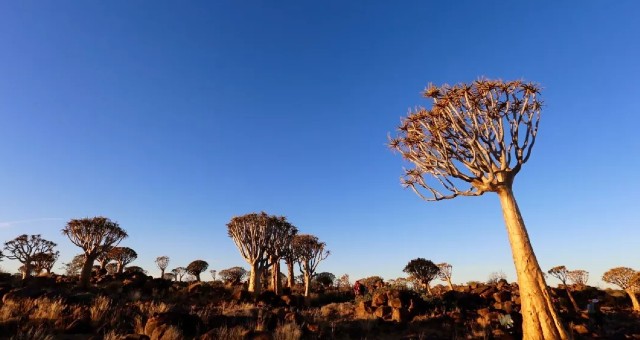 箭袋树森林 | 追寻纳米比亚最美星空