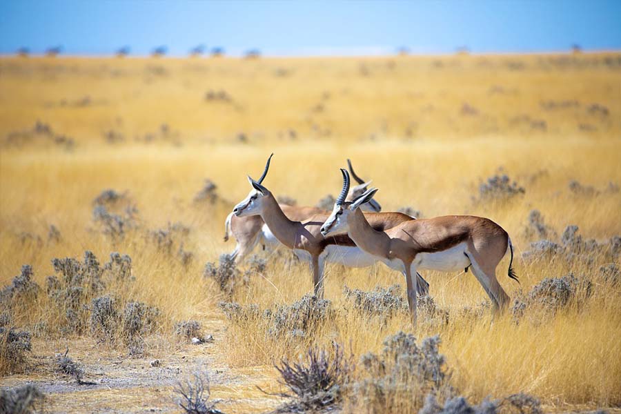 纳米比亚10日9晚狩猎经典游行程